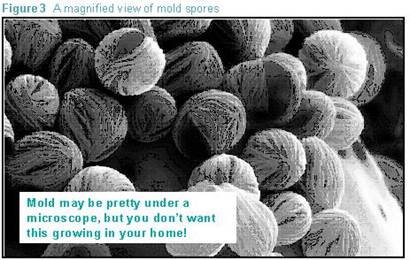 A Magnified View of Mold Spores